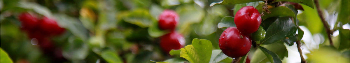 Sauerkirsche: Cherry PLUS - Cellavent Healthcare