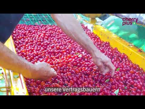 Video zu Cherry PLUS mit den wichtigsten Merkmalen