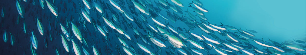 Das beste Omega-3 für die ganze Familie - Cellavent Healthcare